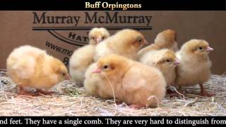 Buff Orpington Chicks [upl. by Itsyrc]