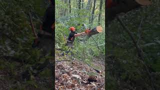 Piped husqvarna372xp 🔥 lumberjack chainsaw asmr chainsaws satisfying logging husqvarna [upl. by Corron]