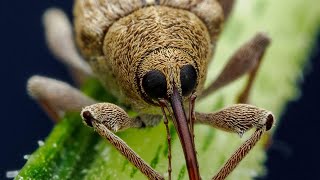 One of the insects that drills  meet the acorn weevil 🤔 shorts [upl. by Gwenneth]