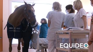 Les premières images de quotPEYO CHEVAL DE COEUR 3quot [upl. by Dekeles987]