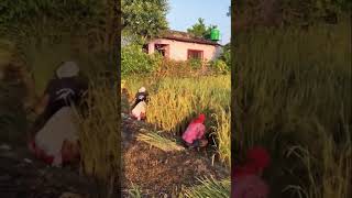 Harvesting rice plant youtube farming organicvillagelife villagegirl shorts [upl. by Eiramnerual]