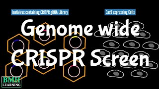 GenomeWide Screens Using CRISPR  CRISPR Cas 9 Genome Wide Screening  CRISPR screening [upl. by Ramsa]