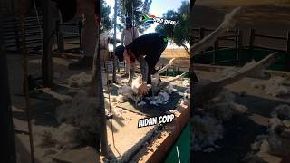 Watch the wool FLY Shearing MERINO lambs in RSA [upl. by Alleen]