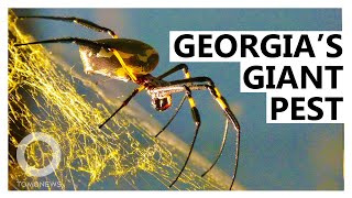 Georgia Home to Giant New Joro Spider Species [upl. by Wilinski]