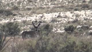 Giant Arizona Pronghorn Antelope [upl. by Cele]