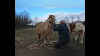 Clipping The Hairy Shetland With Liveryman Harmony Plus Clippers [upl. by Charlie]