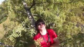 2014 tree climbing rendezvous climbing a Bald Cypress [upl. by Alberto]