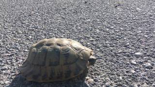 Hermanns tortoise Testudo hermanni   Greek tortoise [upl. by Aciram]