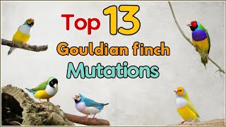 13 Top Gouldian Finch Mutations  13 Varieties of Gouldian Finches13 Types of Gouldian Finches [upl. by Yeniar]