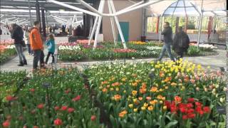 Keukenhof Gardens Netherlands حديقة كيوكينهوف في هولندا [upl. by Arze]