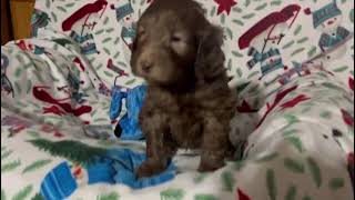 Dirks Australian Cobberdog puppy 1 month old [upl. by Llehcar177]