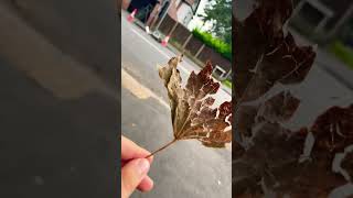 Make this leaf famous by making this the most shared liked and remixed video ever [upl. by Dorri86]