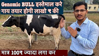 Genomic BULL इस्तेमाल करे गाय तयार होगी लाखो ₹ की ABS ARMADAS COW BIHAR absarmadacowbohararmadacow [upl. by Ecidnak]