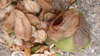 Powerful benefits of Coconut husk you need to know [upl. by Netsirhk881]