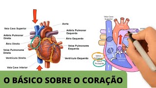 ANATOMIA E FISIOLOGIA CARDÍACA BÁSICA  O básico sobre o coração [upl. by Bulley]