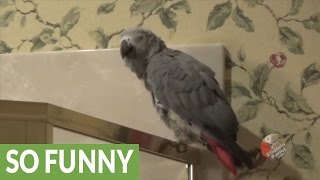 Talented parrot perfectly imitates police siren [upl. by Riba]