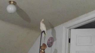 Goffin Cockatoo cracking himself up [upl. by Sumer]