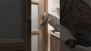 Повторюшки рек cat funny кот pets смешнособачки [upl. by Eskil]