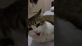 Angry Cat Hissing [upl. by Annabella]