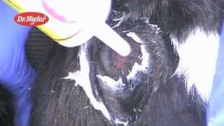 Dr Naylor Dehorning Paste Instructional Video [upl. by Eissert]