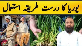 Which is the best method of using Urea Fertilizer in Wheat  Bilal Kanju Official [upl. by Mathilda]