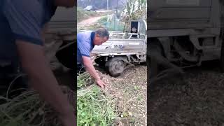 Peanut threshing process using tires [upl. by Ahsille]