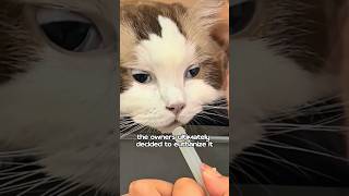 You are my tenth life ❤️animals cat love foryou shorts shortvideo [upl. by Lillie]