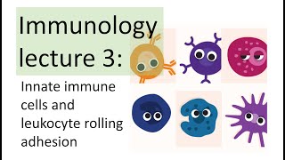 Immunology Lecture 3  Innate immune cells  Leukocyte rolling adhesion [upl. by Ferde]