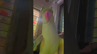 Indian Ringneck parrot talking [upl. by Tiffa]