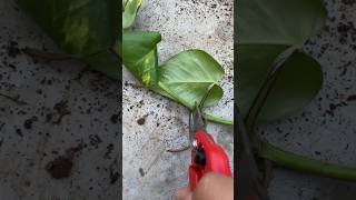 Pothos 🌱 youtubeshorts pothos plants flowers gardening shorts short yt ytshort [upl. by Adnwahsar]