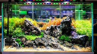 CIPS 2nd day  International Aquascaping Contest [upl. by Akerley788]