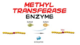 Methyltransferase enzyme [upl. by Jankell]