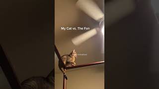 funny werecat funnyanimals funnypetschannel [upl. by Alludba140]