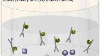 Negative ELISA Testwmv [upl. by Gradey]