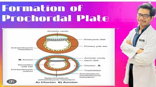 Formation of Prechordal Plate Formation of Amnion and Chorion [upl. by Leahpar]