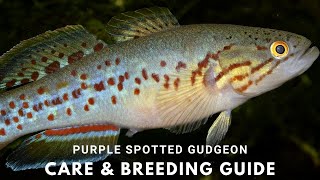 Southern Purple Spotted Gudgeon  The Story of an Extinct Fish  Care and Breeding Guide [upl. by Leay]