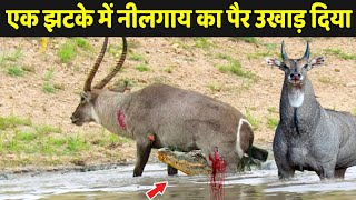 एक झटके ने नीलगाय का पैर उखाड़ दिया  Nilgai Kaisi Hoti Hai  Nilgai Ka Video [upl. by Horace]