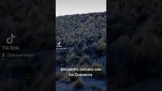 Guanacos en Arequipa viralvideo animals guanaco vidasalvaje nature [upl. by Clapper]