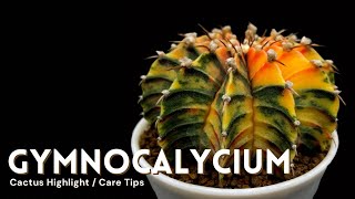 Gymnocalycium Cactus Care and Collection Tour [upl. by Notsruht]