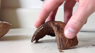 How to make a coconut house for the aquariumwmv [upl. by Calan]