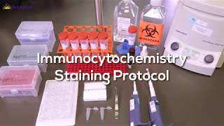 Immunocytochemistry Protocol StepbyStep [upl. by Xerxes]