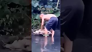 Old Man Saves a Drowning Dog  Animals [upl. by Akapol]