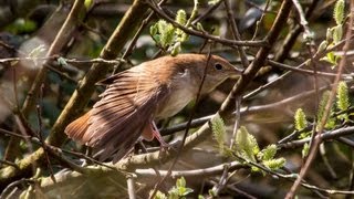 Nightingale Luscinia megarhynchos [upl. by Ais]