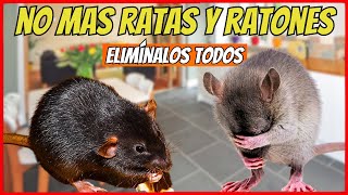 COMO ELIMINAR DE TU CASA las RATAS y RATONES con estos 7 olores que ODIAN  Gio de la Rosa [upl. by Mcmaster]