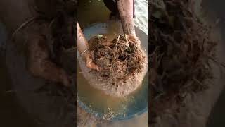 gold prospecting 2024 finding gold in sand gold prospecting for beginners [upl. by Maud431]