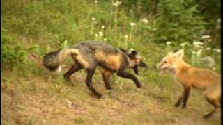 Red Foxes Playing in Mount Rainier National Park  DVD [upl. by Eniamraj]