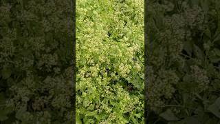 Very useful creepers mikania micrantha naturenature plants naturesgarden shortvideo [upl. by Hornstein]