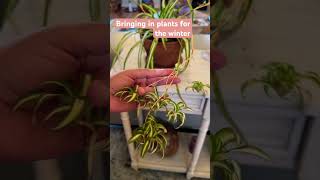 Do you bring your plants in for the winter🪴plants home garden youtubeshorts ytshorts [upl. by Nohsid]