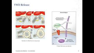 Laboratory Diagnosis of von Willebrand Disease VWD [upl. by Ney601]