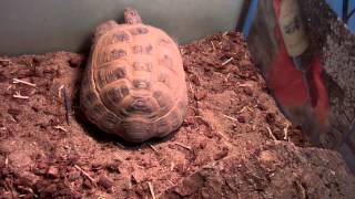 Tortoise enclosure heating [upl. by Ynaffet]